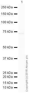 Western blot - HRP Anti-COX1 / Cyclooxygenase 1 antibody [EPR5866] (AB199203)