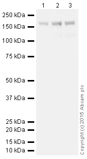 Western blot - HRP Anti-CPS1 antibody [EPR7493-3] (AB198969)