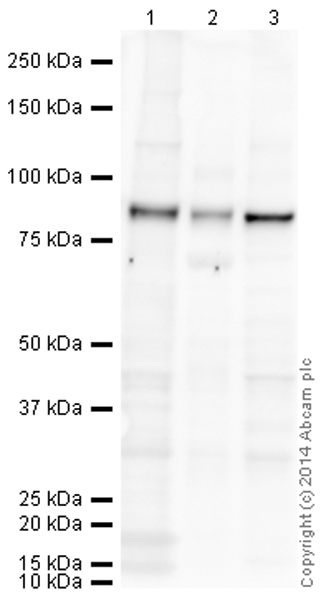 Western blot - HRP Anti-CPT1A antibody [8F6AE9] (AB198494), expandable thumbnail