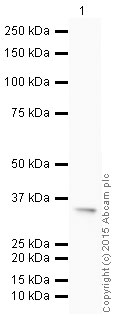 Western blot - HRP Anti-CRALBP antibody [B2] (AB199992), expandable thumbnail