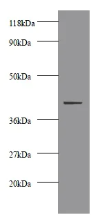Western blot - HRP Anti-Creatine Kinase MM antibody (AB193292)