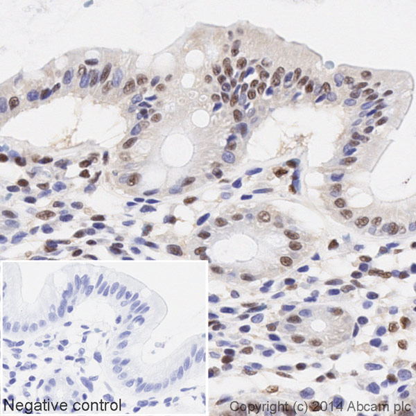 Immunohistochemistry (Formalin/PFA-fixed paraffin-embedded sections) - HRP Anti-CREB antibody [E306] (AB194313)