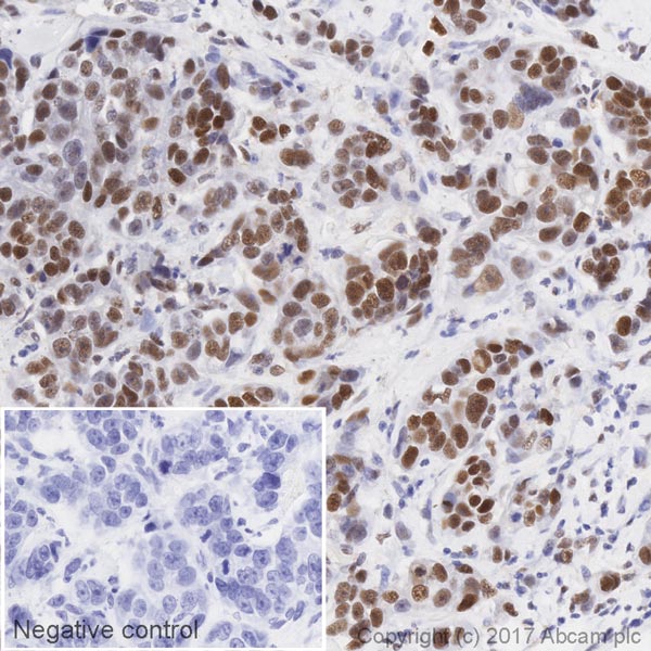 Immunohistochemistry (Formalin/PFA-fixed paraffin-embedded sections) - HRP Anti-CREB (phospho S133) antibody [E113] (AB219741), expandable thumbnail