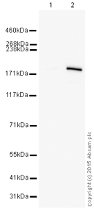 Western blot - HRP Anti-CRISPR-Cas9 antibody [7A9-3A3] (AB202580)