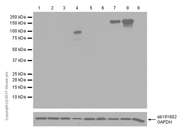 Western blot - HRP Anti-CRISPR-Cas9 antibody [EPR19633] (AB215347)
