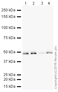 Western blot - HRP Anti-CtBP1 antibody [EPR6800] (AB208244)