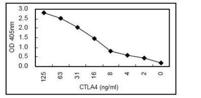 Sandwich ELISA - HRP Anti-CTLA4 antibody [KT50] (AB106490)