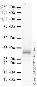 Western blot - HRP Anti-Cyclin D1 antibody [EPR2241] (AB190564), expandable thumbnail
