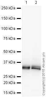 Western blot - HRP Anti-Cyclin D1 antibody [EPR2241] (AB190564), expandable thumbnail