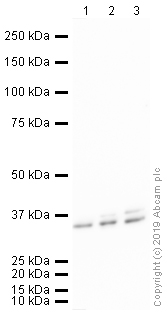 Western blot - HRP Anti-Cyclin D1 antibody [EPR2241] (AB190564), expandable thumbnail