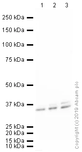 Western blot - HRP Anti-Cyclin D1 antibody [EPR2241] (AB190564)