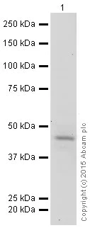 Western blot - HRP Anti-Cyclin E2 antibody [EP454Y] (AB200425)