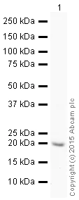 Western blot - HRP Anti-Cyclophilin B antibody [EPR12703(B)] - Loading Control (AB205875)