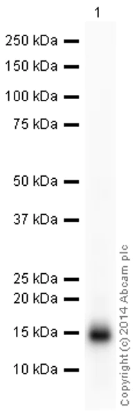 Western blot - HRP Anti-Cytochrome C antibody [37BA11] (AB198489)
