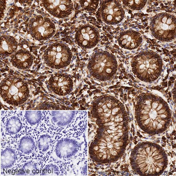 Immunohistochemistry (Formalin/PFA-fixed paraffin-embedded sections) - HRP Anti-Cytochrome C antibody [7H8.2C12] (AB199222), expandable thumbnail