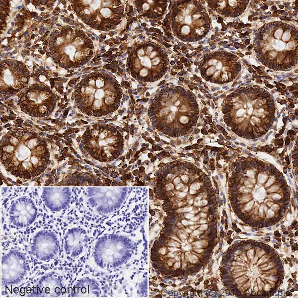 Immunohistochemistry (Formalin/PFA-fixed paraffin-embedded sections) - HRP Anti-Cytochrome C antibody [7H8.2C12] (AB199222)