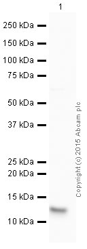 Western blot - HRP Anti-Cytochrome C antibody [7H8.2C12] (AB199222), expandable thumbnail