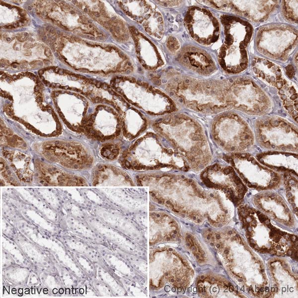 Immunohistochemistry (Formalin/PFA-fixed paraffin-embedded sections) - HRP Anti-Cytochrome C antibody [EPR1327] (AB193239), expandable thumbnail