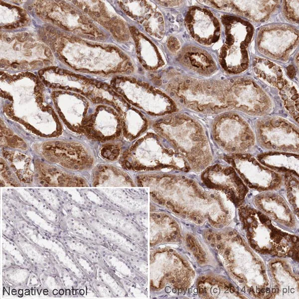 Immunohistochemistry (Formalin/PFA-fixed paraffin-embedded sections) - HRP Anti-Cytochrome C antibody [EPR1327] (AB193239)