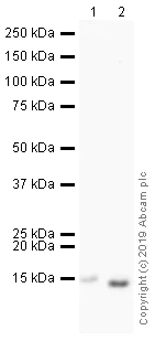 Western blot - HRP Anti-Cytochrome C antibody [EPR1327] (AB193239)