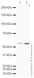 Western blot - HRP Anti-Cytochrome P450 17A1/CYP17A1 antibody [EPR6293] (AB204022)