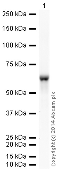 Western blot - HRP Anti-Cytokeratin 10 antibody [EP1607IHCY] (AB194232), expandable thumbnail