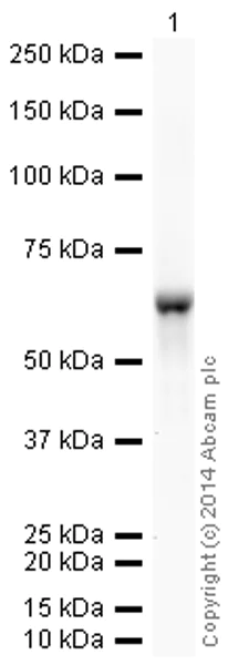 Western blot - HRP Anti-Cytokeratin 10 antibody [EP1607IHCY] (AB194232)