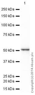 Western blot - HRP Anti-Cytokeratin 13 antibody [EPR3671] (AB199092), expandable thumbnail