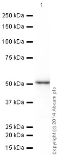 Western blot - HRP Anti-Cytokeratin 13 antibody [EPR3671] (AB199092)