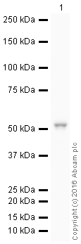 Western blot - HRP Anti-Cytokeratin 16/K16 antibody [EP1615Y] (AB206064), expandable thumbnail