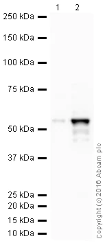 Western blot - HRP Anti-Cytokeratin 7 antibody [EPR17078] (AB209945)