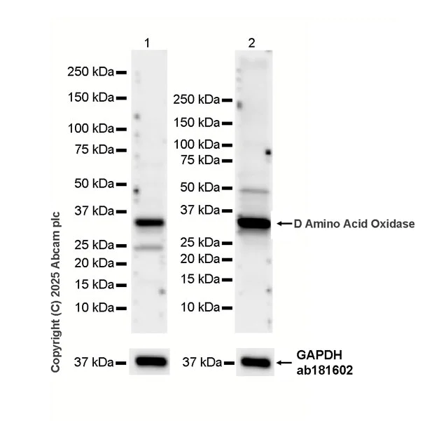 Western blot - HRP Anti-D Amino Acid Oxidase antibody [EPR7555] (AB323660)