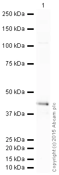 Western blot - HRP Anti-DDB2 antibody [EPR9811] (AB205484)