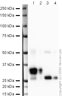 Western blot - HRP Anti-DDDDK tag (Binds to FLAG® tag sequence) antibody [EPR20018-251] (AB245895), expandable thumbnail