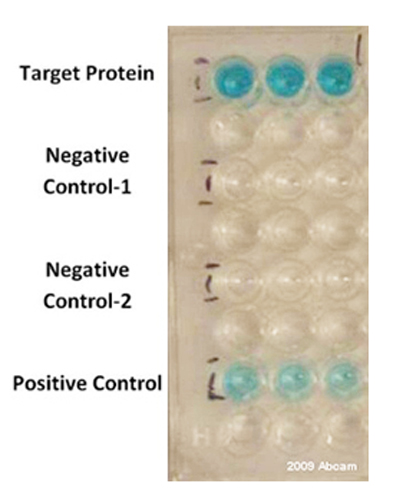 ELISA - HRP Anti-DDDDK tag (Binds to FLAG® tag sequence) antibody [M2] (AB49763), expandable thumbnail