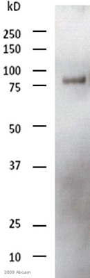 Western blot - HRP Anti-DDDDK tag (Binds to FLAG® tag sequence) antibody [M2] (AB49763), expandable thumbnail