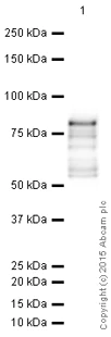 Western blot - HRP Anti-DDX4 / MVH antibody [mAbcam27591] (AB196709)