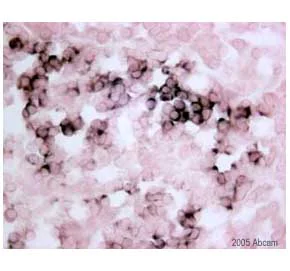 Immunohistochemistry (Frozen sections) - HRP Anti-Digoxigenin antibody [HRP.21H8] (AB6212)