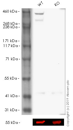 Western blot - HRP Anti-DNA PKcs antibody [Y393] (AB195537)
