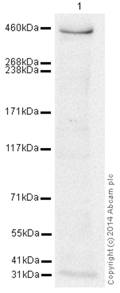 Western blot - HRP Anti-DNA PKcs antibody [Y393] (AB195537)
