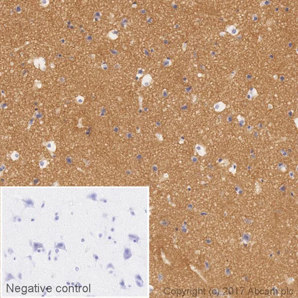 Immunohistochemistry (Formalin/PFA-fixed paraffin-embedded sections) - HRP Anti-Dynamin 1 antibody [EP801Y] (AB207511)