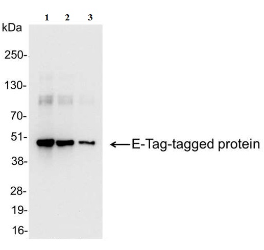 Western blot - HRP Anti-E tag antibody (AB19400)