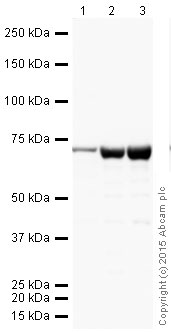 Western blot - HRP Anti-EAAT3 antibody [EPR6774(B)] (AB203479)