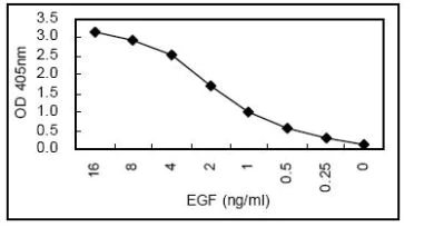Sandwich ELISA - HRP Anti-EGF antibody [KT2] (AB106489)