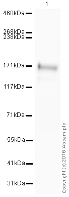 Western blot - HRP Anti-EGFR antibody [E235] (AB206036)
