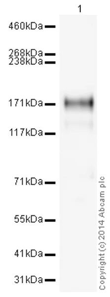 Western blot - HRP Anti-EGFR antibody [EP38Y] (AB193602)