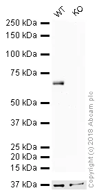 Western blot - HRP Anti-eIF2A antibody [EPR11042] (AB215342)