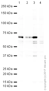 Western blot - HRP Anti-eIF2A antibody [EPR11042] (AB215342)