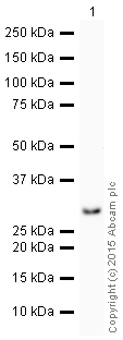 Western blot - HRP Anti-eIF4E antibody [Y448] (AB205824)