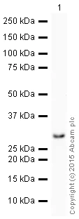 Western blot - HRP Anti-eIF4E antibody [Y448] (AB205824)